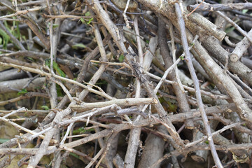 Dried twigs of Bougainvillea texture background. Gardening work concept. 