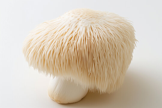 Lion's Mane Mushroom on a white background