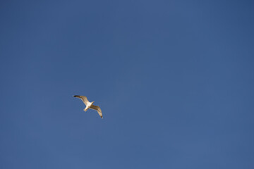 Big seagull flying in sky over mediterranean coast with warm light