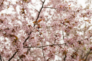 Fototapeta premium Spring background of blossom cherry flowers closeup