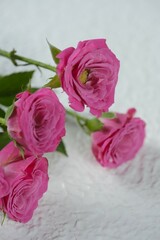Close-up rose flower on white background. Beautiful flower background. Bunga mawar