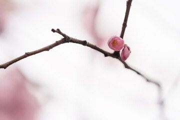 Closeup of a flower on cherry blossom tree in spring
