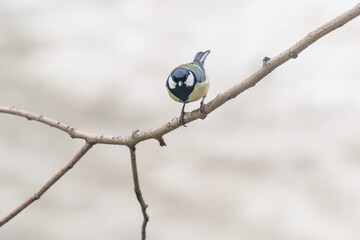 A little tit sits on a tree in winter