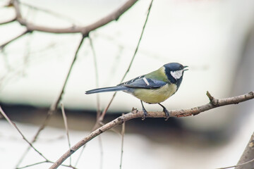 A little tit sits on a tree in winter