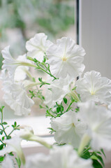 Delicate white petunia flower. White petunia flowers. Vertical photography.