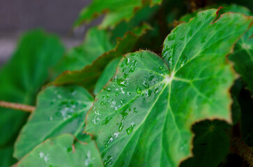 Close up water drop on leaves with sunlight in blur background, Begonia heracleifolia, close-up.