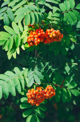 A closeup shot of red rowans hanging from a branch on a blurred background. Vertical photography.