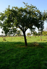Orchard Meadow in Autumn in the Sunder in the Town Walsrode, Lower Saxony