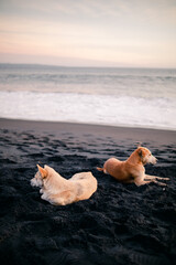 Dog dating on the beach.