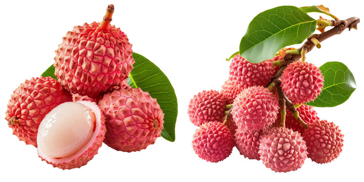 Lychee Fruit Set Isolated on Transparent or White Background, PNG