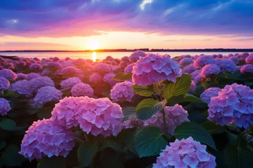 Foto op Plexiglas anti-reflex feild of hydrangea at sunset © kenkuza