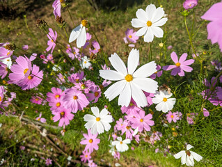 A Bunch of Flowers in the Grass, A collection of vibrant flowers scattered across a grassy field.
