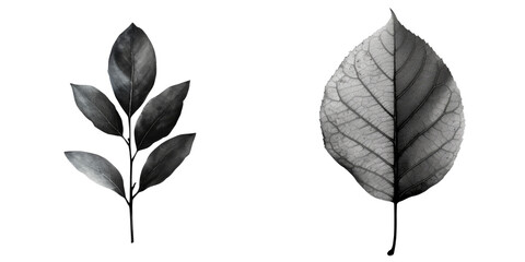Ink Leaf Set Isolated on Transparent or White Background, PNG