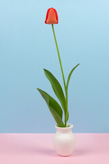 lonely flower red Tulip in a white vase on pink and blue