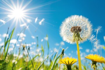 Dandelion, Beautiful colors of the setting sun, Seed coming away from dandelion