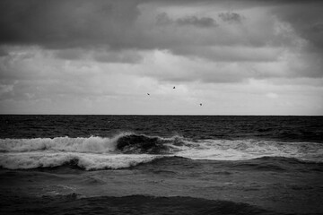 Trio of Gulls Flying Over the Ocean