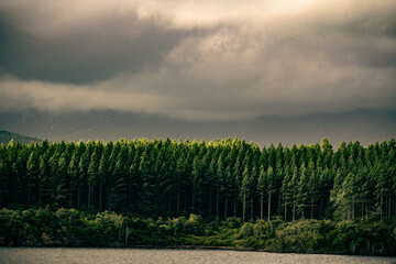 Pine forest landscape under storm clouds