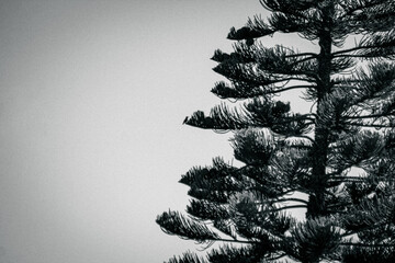Silhouette of a Sunbird on a Pine Tree