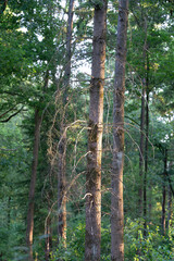Trunk of spruce (Picea Abies) on the Veluwe in The Netherlands.