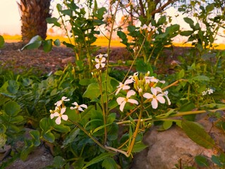 flowers in the garden
White flowers
Small flowers
Green and white
Village life
Brown soil
Plants and trees