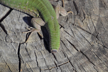 Regeneration of the lizard's tail.