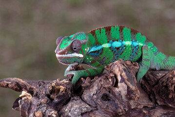 Naklejka premium Chameleon panther hanging in a tree branch