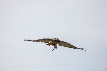 Bird of prey in flight with wings expanded