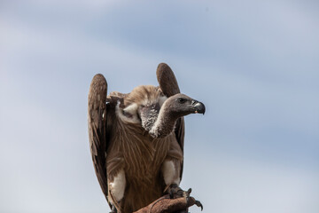Vulture perched on end of stick sky background