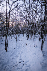 Snow covered hiking trail through snowy trees, Bucksport, Maine