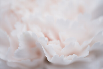 Close-up of light pink carnation bloom.