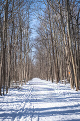 Snow-covered path in woods on a bright winter day.