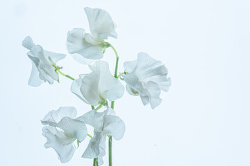 High key image of white sweet pea flower.