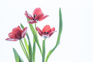 High key image of trio of red tulip flowers.
