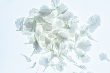 Image of High key image of petals from white carnation. printed on Printed Glass Splashbacks