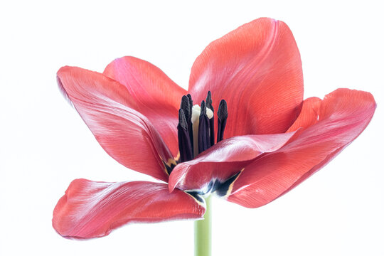 High key image of red tulip flower.