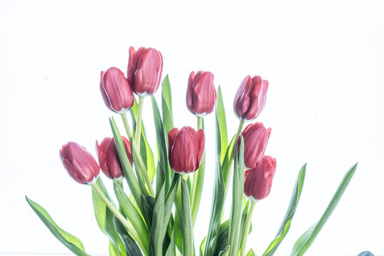 High key image of bouquet of red tulip flowers.