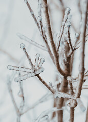 Close up of ice covered branches on shrub on a winter day.