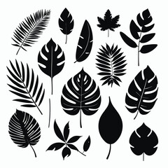 Exotic leaves set tropical leaf collection monstera palm leaves silhouette pack