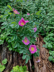 Wild Rose Bush in Forest