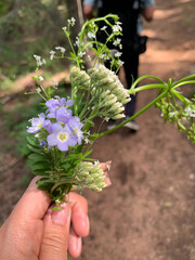 Fototapeta na wymiar Wildflower Picking on Forest Hike