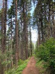 Forest Trail Amidst Tall Pines