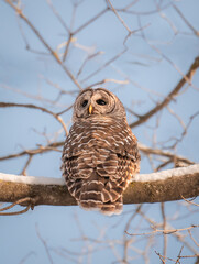 Close up of barred owl sitting on a snowy tree branch on winter day.