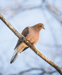 Close up of mourning dove sitting on snowy tree branch on winter day.