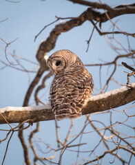 Close up of barred owl sitting on snowy tree branch on winter day.