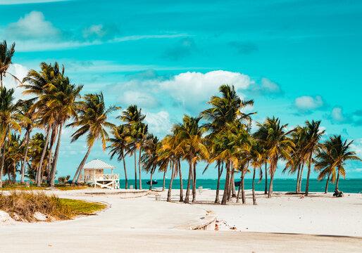 palm trees on the beach key Biscayne Florida