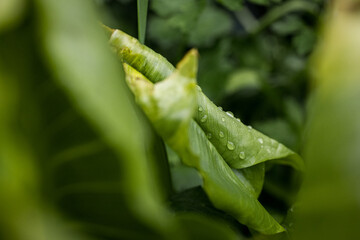 Beautiful Spring in the Pacific Northwest Washington
