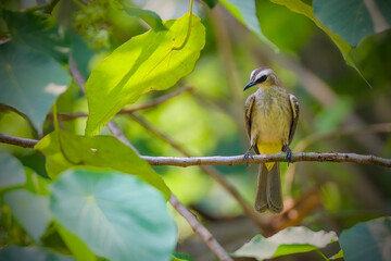 Sooty-headed Bulbul perching at branch
