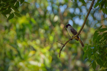 Sooty-headed Bulbul perching at branch