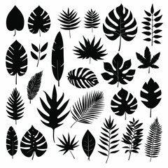 Exotic leaves set tropical leaf collection monstera palm leaves silhouette pack