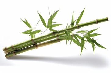 Naklejka premium Bamboo plant,Isolated on a white background,